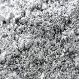 Silver Dollar Paste thumbnail-2