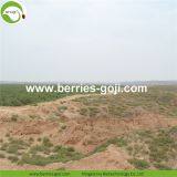 Factory For Sale Dried Conventional Goji Berry thumbnail-3