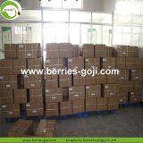 Factory Hot Sale Dried Himalayan Goji Berry thumbnail-5