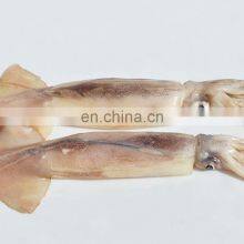 Good Quality IQF Frozen Whole Round Squid for Fishing Bait