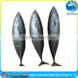 Bonito (Fat and Tender) Chewy Fresh From the Sea Bottom thumbnail-4