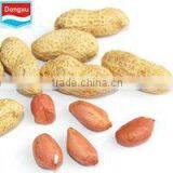 Chinese Organic Raw Peanut