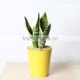 Mini Sansevieria Indoor Plants for Study Desk Deocration thumbnail-1