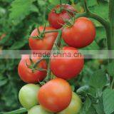 FRESH TOMATOES Cheap thumbnail-3