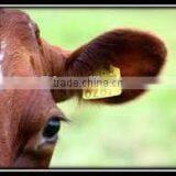 2015 Wholesale LF/HF/UHF Rfid Animal Indentification Tags / Tracking Tags thumbnail-1