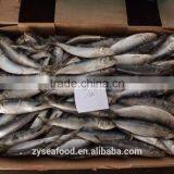 Bulk Frozen Headless Gutted HGT Sardine thumbnail-2