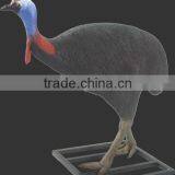 Cassowary Male thumbnail-1