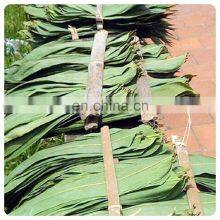 Wholesale Wild Natural Hand-picked High Quality Dried Bamboo Leaves From Vietnam thumbnail-2