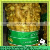 China shandong ginger in mess bag ginger
