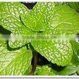 Pure and Natural Spearmint Oil thumbnail-1