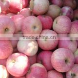China qinguan apple