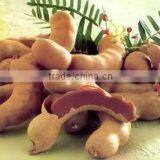 Tamarind thumbnail-1