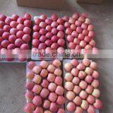 Grade AA Juicy,sweet Red Fuji Apple thumbnail-1