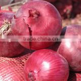Chinese red onion specification fresh