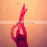 Hot Sale Indonesia Student Biological Educational Testing Slides Set