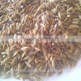 Cumin Seed Gujarat thumbnail-6