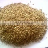 cumin seed export price