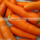 2013 New Chinese Own Farm Fresh Carrot thumbnail-1