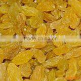 Jumbo Raisin thumbnail-1