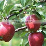 High Quality Chinese Red Star Apple Best Price Red Star Apples Sweet and Fresh Red Star Apples thumbnail-6