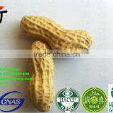 ROASTED PEANUT IN SHELL 9/11 NATURE FLAVOR thumbnail-3