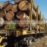 Pinus Carribaea thumbnail-5