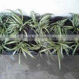 Cheap Best Sell Rice Plant Seedling Tray for Sale thumbnail-6