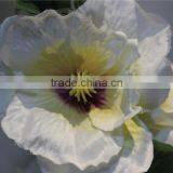 Brand Name Decorative Artificial Flowers Fabric Crape Myrtle Flowers thumbnail-2