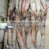 Frozen Whole Round Squid Todarodes Pacificus