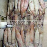 Frozen Whole Round Squid Todarodes Pacificus thumbnail-1