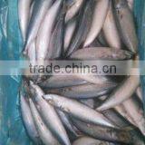 Chinese Wholesale Distributors,SCOMBEROMORUS NIPHONIUS , SCOMBEROMORUS JAPONICIUS SUPPLIED FROM CHINA thumbnail-2
