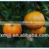 New Harvested Yongchun Fresh Mandarin Orange thumbnail-3