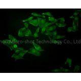 Inverted Fluorescence Microscope MF53 thumbnail-3