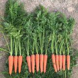 Vegetable Seeds Fresh Carrots Seeds for Sale No.84 thumbnail-4
