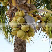 Complete Coconut Milk Production Line / Coconut Water Processing Machinery thumbnail-5