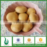 Best canned food products canned white button mushroom for sale