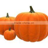 40ml High Quality Pumpkin Seed Oil thumbnail-2