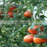 100% PP Plastic BOP Net/ Plastic Stretching Net thumbnail-6