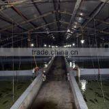 High Desity Fish Farming in the Greenhouse thumbnail-2