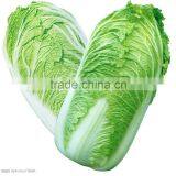 CHINESE FRESH GREEN CABBAGE FLAT TYPE LONG SHAPE thumbnail-4