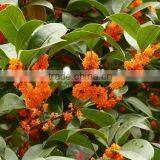 New Crop Sweet-Scented Osmanthus Fragrans Flower Tree Seeds For Planting
