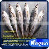 Whole Sale Good Price Frozen Horse Mackerel thumbnail-1