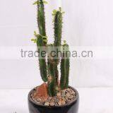CHY040919 Evergreen Plastic Succulent Plant on Sale thumbnail-2