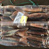 Argentina Squid / Frozen Squid / Frozen Illex Squid thumbnail-1