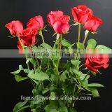 Cheap Wholesale Flowers Roses For Christmas Decoration From Kunming Supplier thumbnail-4