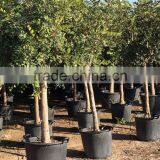 CERATONIA SILIQUA "Carob Tree" thumbnail-3