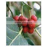 Ficus Racemosa Extract thumbnail-2