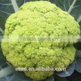 Green Cauliflower Seeds SXCa No.4