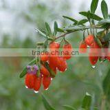 CHINESE DRIED GOJI BERRIES