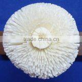 Sola Flower thumbnail-5